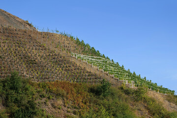 Terril de Haillicourt - Vigne