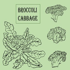 Broccoli cabbage doodle set on white background.