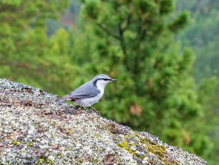Eurasian nuthatch on stony rocks. Close-up.