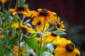 Rudbeckia flower in autumn. Floral background with yellow flowers. - obrazy, fototapety, plakaty