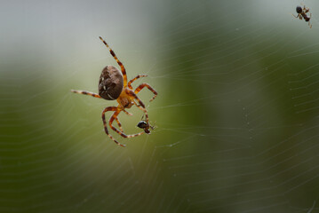 Spider cocooning an ant on its web