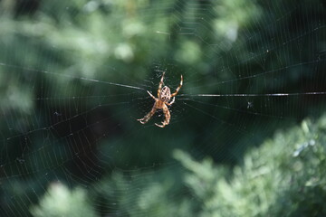 Pająk na pajęczynie