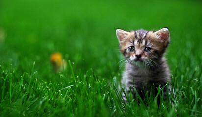 A small fluffy kitten sits in the green grass. Selective focus.