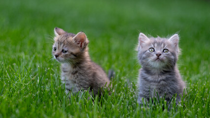 Naklejka na ściany i meble Two small kittens kitten sits in the green grass. Selective focus..