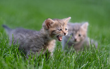 Meowing small fluffy kitten in the green grass. Selective focus.