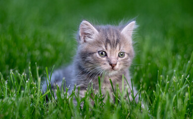 A small fluffy kitten sits in the green grass. Selective focus.
