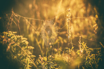 Plants with web