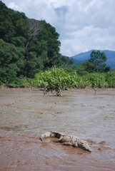 Costa Rica - Tarcoles River - Crocodiles