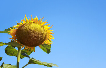 Sunflower with blue sky. Summer nature background. Beautiful giant sunflower in full bloom. Yellow...