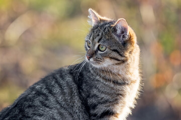 Young striped cat with a close look in the garden on a blurred background