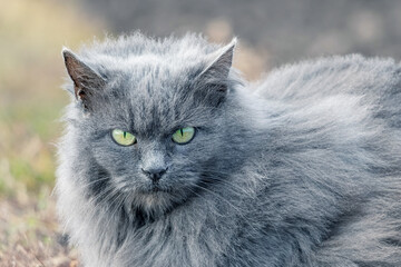 Naklejka na ściany i meble A gray fluffy angry cat with a wary look close-up on a blurred background