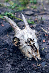A white goat skull on a dark background