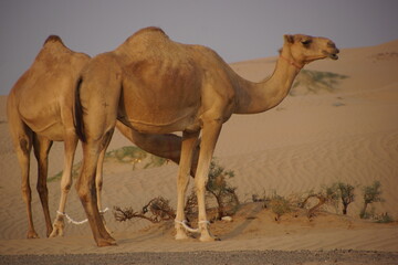 Dromedare in der Wüste