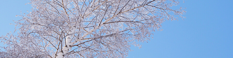 Crown of birch against blue clear sky in winter. Bottom view. Fluffy fresh snow lies on branches of tree. Banner or header on theme of clear frosty winter day