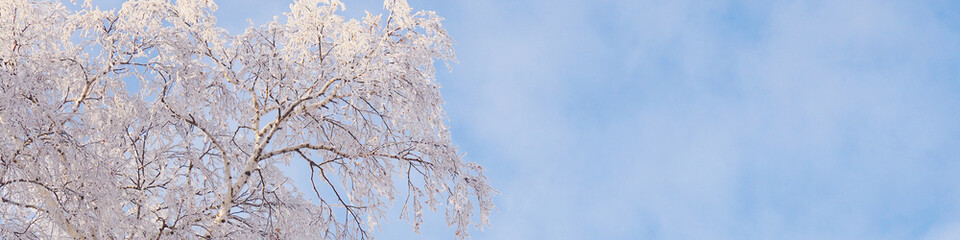 Tree with branches covered with fresh snow. Crown of birch against cloudy blue and white sky in winter. Banner or headline on theme of frosty winter day and cold season