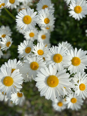 Fototapeta premium White and yellow meadow flowers. Leucanthemum vulgare is a species of perennial herbaceous plants of the genus Leucanthemum of the family Asteraceae.