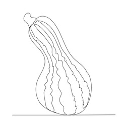 vegetable marrow drawing by one continuous line, vector