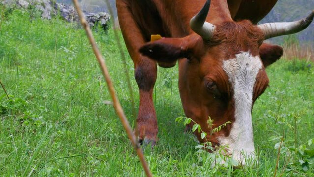 Close-up of the muzzle of a horned cow plucking grass in a green meadow. Red cow grazes on pasture, moves its ears, driving away flies.