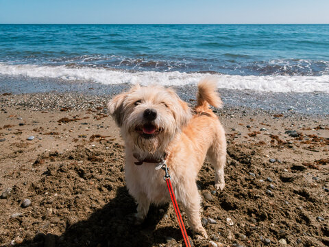 Happy fluffy dog on the beach on a sunny day
