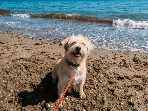 Happy fluffy dog on the beach on a sunny day