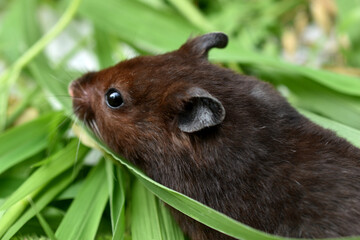 A domestic hamster, taken close-up from the half-length side.