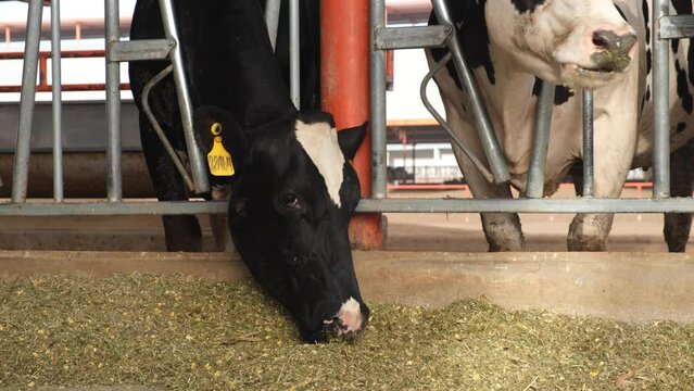 Vaca lechera holstein comiendo en establo agricola