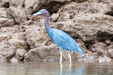 Little blue heron, Egretta caerulea, river Tarcoles, Costa Rica