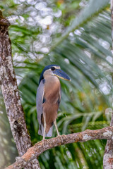 Boat-billed heron (Cochlearius cochlearius), river Tarcoles, Costa Rica