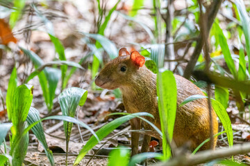 Central American agouti - Dasyprocta punctata, Curu Wildlife Reserve, Costa Rica wildlife