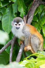 Naklejka na ściany i meble Central American squirrel monkey, Saimiri oerstedii, Quepos, Costa Rica wildlife