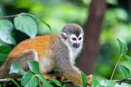 Central American squirrel monkey, Saimiri oerstedii, Quepos, Costa Rica wildlife