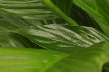 Soft focus blur nature green leaf copy space background.