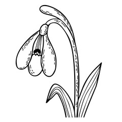 Hand drawing blooming snowdrop flower with leaves. Gentle forest spring flower common snowdrop. Vector illustration. For design, decoration and printing.