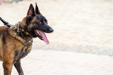 german shepherd dog with a green background. Working smart police dog. Outdoor dog