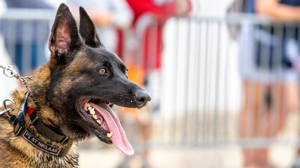 german shepherd dog with a green background. Working smart police dog. Outdoor dog