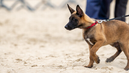 puppy german shepherd dog with a green background. Working smart police dog. Outdoor dog