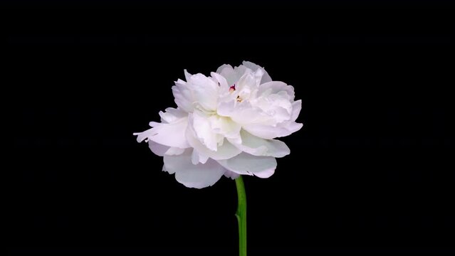 4K Time Lapse of blooming white Peony flower isolated on black background. Timelapse of Peony petals close-up. Time-lapse of big flower opening.