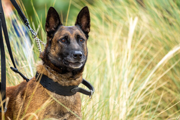 german shepherd dog with a green background. Working smart police dog. Outdoor dog