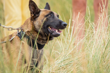 german shepherd dog with a green background. Working smart police dog. Outdoor dog