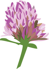 Clover flower