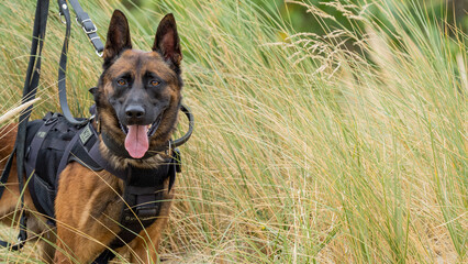 german shepherd dog with a green background. Working smart police dog. Outdoor dog
