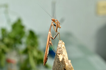 A close-up of a brown praying mantis that brings its paw up to its head.