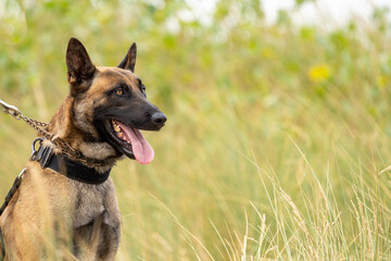 german shepherd dog with a green background. Working smart police dog. Outdoor dog