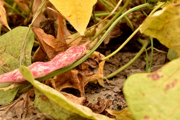 Pods of variegated beans ripened in the garden hanging on the stem.