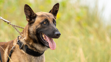 german shepherd dog with a green background. Working smart police dog. Outdoor dog