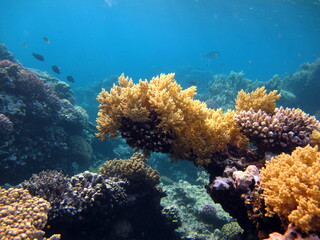 Plakat Beautiful coral reefs of the Red Sea.