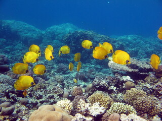 Masked butterflyfish. Fish - a type of bone fish Osteichthyes. Butterfly fish Chaetodontidae. Masked butterfly fish.

