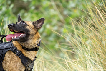 german shepherd dog with a green background. Working smart police dog. Outdoor dog