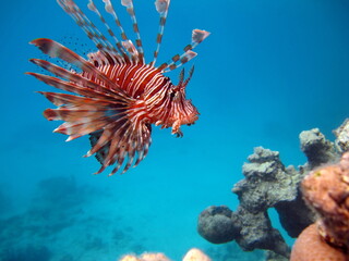 Lion Fish in the Red Sea in clear blue water hunting for food .

