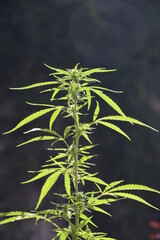 cannabis plant